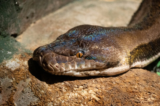 reticulated python