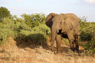 Fototapeta premium Afrikanischer Elefant / African elephant / Loxodonta africana