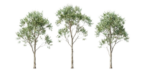 Three green eucalyptus gum trees with long thin trunks and textured leaves ©  Designer