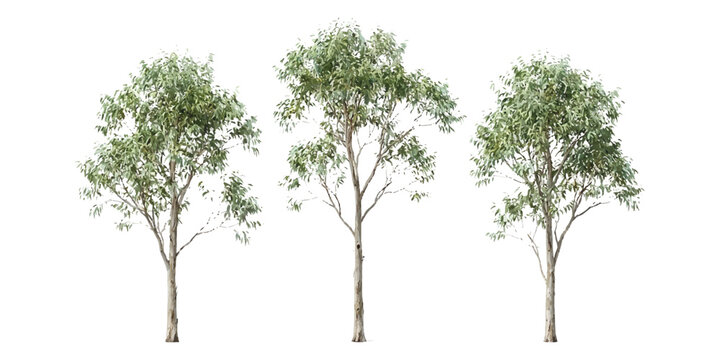 Three green eucalyptus gum trees with long thin trunks and textured leaves