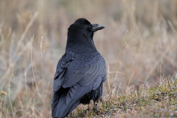 Fototapeta premium Black Raven Walking on Gravel in Natural Wildlife Habitat