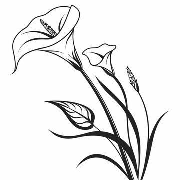 arum lily silhouette on white background