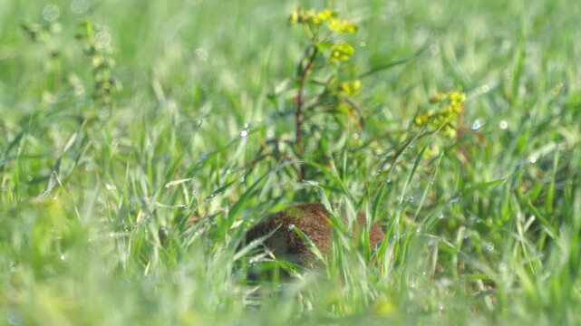 Ground squirrel (Unstriped ground squirrel)  in a meadow in green grass after rain. Wildlife. 