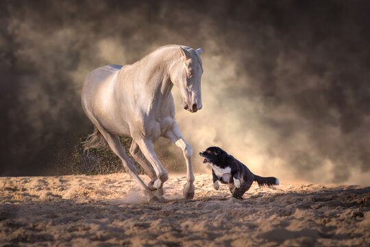 Cremello teke horse play with dog