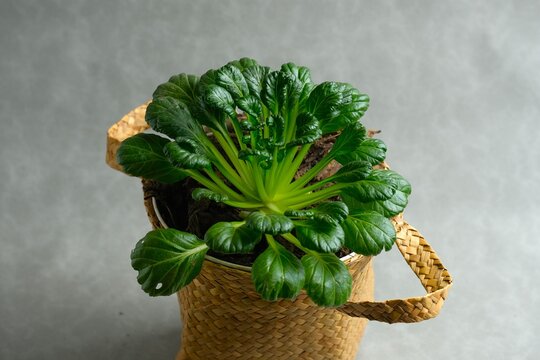Organic Tatsoi cabbage or sawi pagoda in basket . Raw vegetables. healthy food