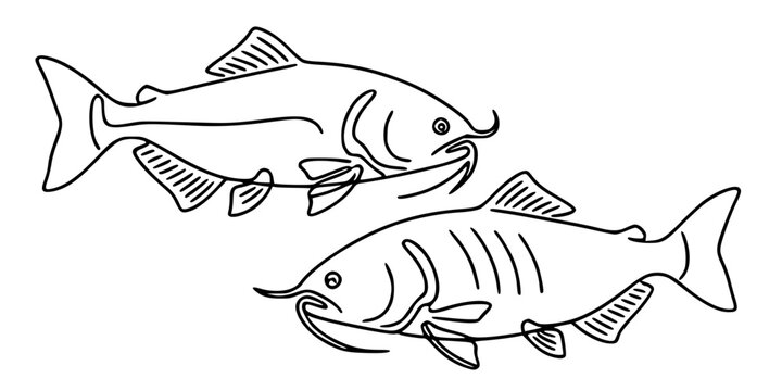 Linear catfish.Minimalist line art illustration of two catfish with long whiskers.