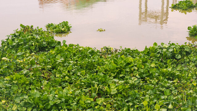 Green water hyacinth plants floating on river water surface background