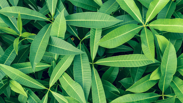 Vibrant green leaves background of Pachira aquatica, also known as Money Tree