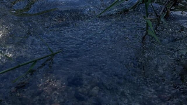 Calm water flowing in a shaded stream with pebbles and plants