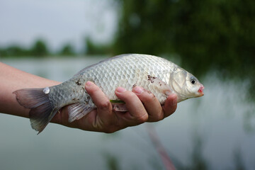 Close-up of a hand holding a silver fish outdoors by the lake with blurred green on a cloudy day, emphasizing scales and details of the fish. © Anna Garifulina 