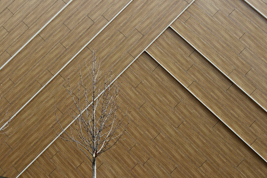 Modern architectural facade with diagonal wooden cladding panels and a small bare tree in front.