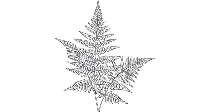 Detailed 2D CAD Vector illustration of a large fern leaf overlapping geometric shapes