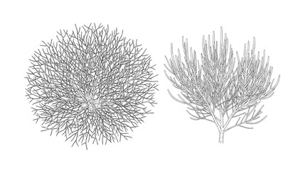 Detailed 2D CAD Vector illustration of two seaweeds © Stock Image Paradise