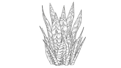 Fototapeta premium 2D CAD Vector illustration of sharp pointed leaves cluster