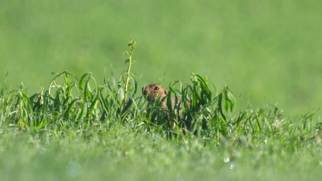 Ground squirrel (Unstriped ground squirrel)  in a meadow in green grass after rain. Wildlife. 