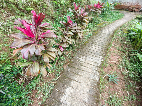 Garden Path with Tropical Plants