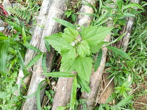 Green Leaves Near Bamboo