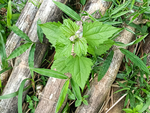 Green Leaves Near Bamboo