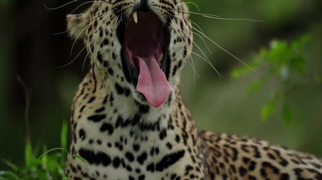 African leopard yawning in the wild, majestic spotted predator showing teeth and tongue, wild cat resting in green safari landscape