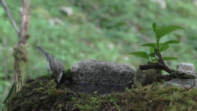 Marsh Tit Drinking Water in the Lombard Orobie Alps, Italy