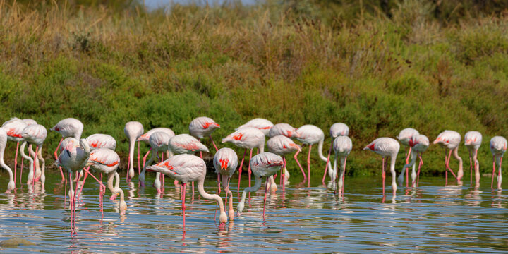 Group of Greater flamingos (Phoenicopterus roseus) in the shallow water of a lagoon in the Camargue, France.