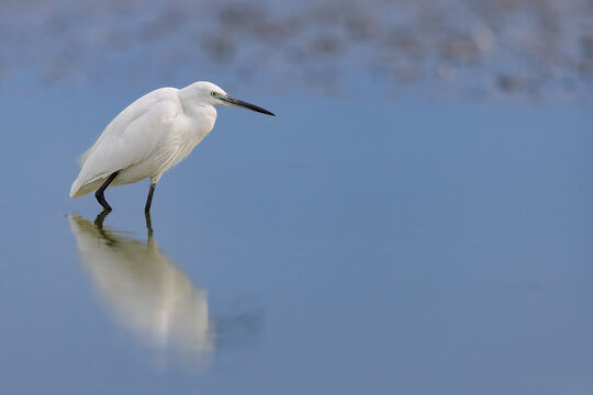 Little egret (Egretta garzetta) hunting in the shallow water of a lagoon in the Camargue, France.
