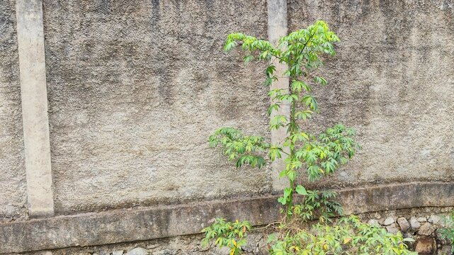 Small Cassava Plant with Palmate Green Leaves Near a Stone Wall - 8084.jpg