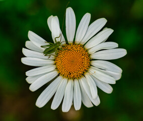 Winziger Grashüpfer auf einem Gänseblümchen © blende11.photo
