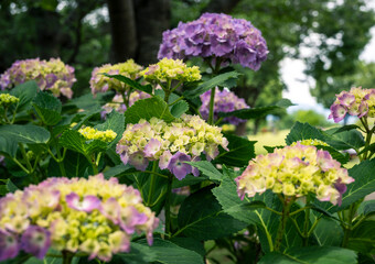 Obraz premium 公園に咲く紫陽花