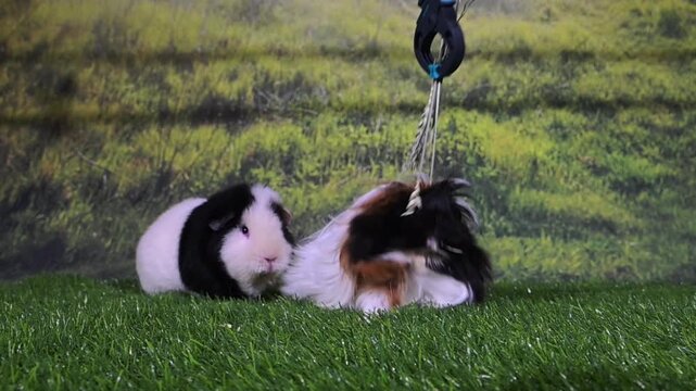 meerschweinchen tier natur nager fressen weizen