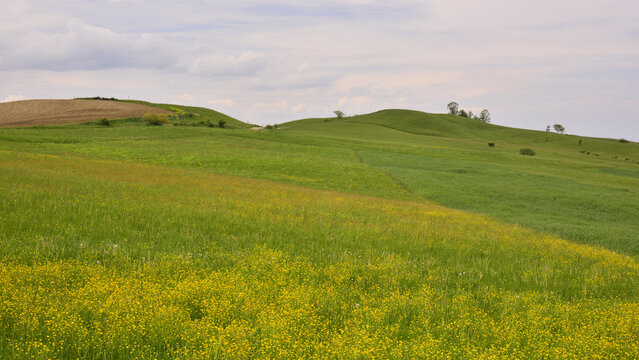 Hills covered in colourful vegetation in early spring, in Mures County, Transylvania.