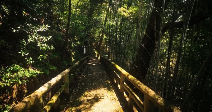 Narrow forest path with bamboo fence and patches of sunlight - steady cam