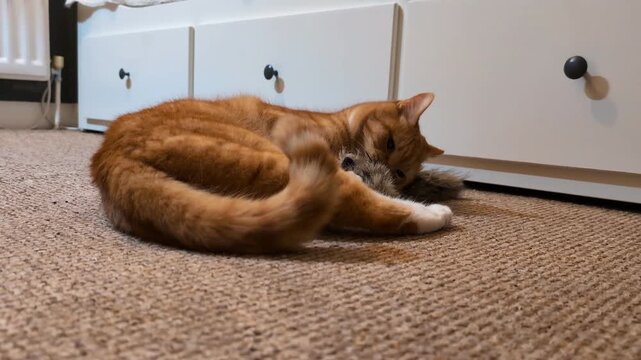 Playful domestic feline engaging with a soft animal shaped enrichment accessory, showcasing curiosity, activity, entertainment, and natural hunting instincts in a home environment.