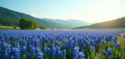 Fototapeta premium Vast field of blooming blue flowers stretches towards distant green hills under clear sky. Sunlit landscape features rich vegetation, tranquil natural setting. Rural beauty offers peaceful outdoor