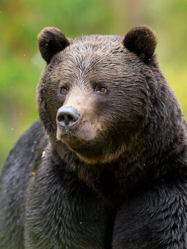 Close-up bear portrait