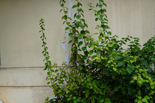 A bougainvillea tree that grows lush with thick green leaves, placed in a pot near a yellow wall,