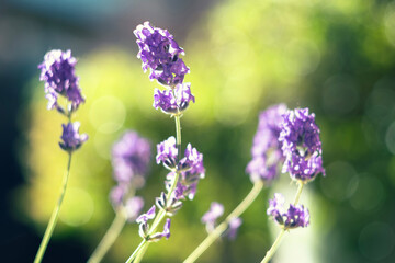 Obraz premium A macro shot focusing on vibrant purple lavender blossoms growing on a balcony against a dreamy out of focus green background illuminated by beautiful golden morning backlight