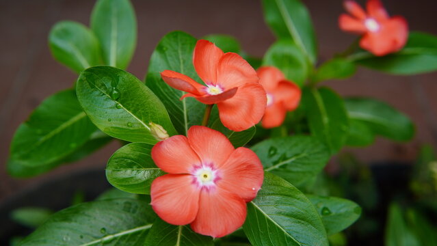 Beautiful orange vinca flowers with a white and yellow combination in the middle.
