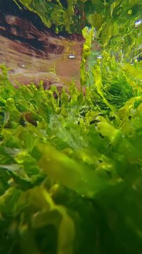Close-up of vivid green Sea Lettuce, Ulva intestinalis and red seaweed Porphyra swaying in current reflected in water surface in intertidal zone, camera moves forwards through these thick thickets