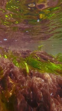 Close-up of green algae Sea Lettuce, Ulva intestinalis and Porphyra red seaweed swaying in current below surface in surf zone. Natural algae landscape in intertidal zone (littoral zone).