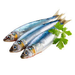 Fototapeta premium Fresh raw sardines on white background with green parsley garnish