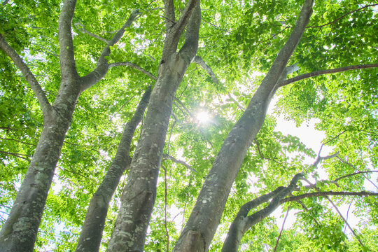 新緑のブナの木々と見上げる木漏れ日  Fresh Green Beech Trees and Sunbeams Looking Up in the Forest
