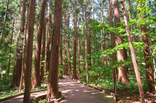 円山原始林の杉の木立と木漏れ日が差し込む木道  Cedar Grove and a Boardwalk with Sunbeams in Maruyama Primeval Forest