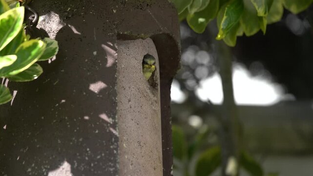 blue tits are nesting in the garden