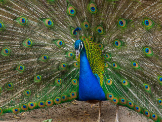 Obraz premium Indian peafowl (Pavo cristatus), male with intense blue plumage on the neck and head, and long upper tail feathers arranged in a characteristic tail, fan with 