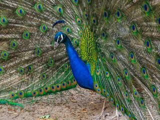 Fototapeta premium Indian peafowl (Pavo cristatus), male with intense blue plumage on the neck and head, and long upper tail feathers arranged in a characteristic tail, fan with 