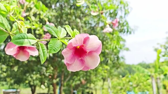 Beautiful purple allamanda flower blooming in the garden.