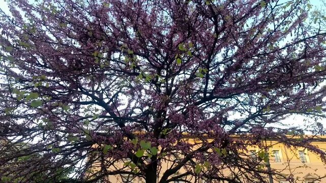 Eastern Redbud plant flowers with lot of branches textured isolated video footage. Judas tree pink to purple flowers, and tree bark branches.