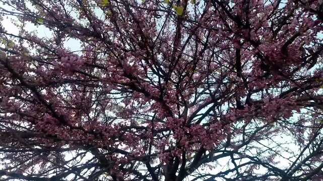 Eastern Redbud plant flowers with lot of branches textured isolated video footage. Judas tree pink to purple flowers, and tree bark branches. 

