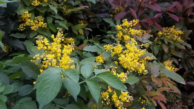 Oregon Grape flowers with green leaves isolated video footage. Maonia flora plant in garden. Mahonia aquifolium yellow blossoms beauty in botanical footage. 